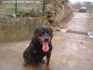 CH. du Grand Roc Noir Ocxo
