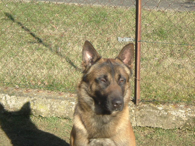 Boss