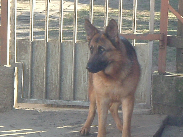 Chipie